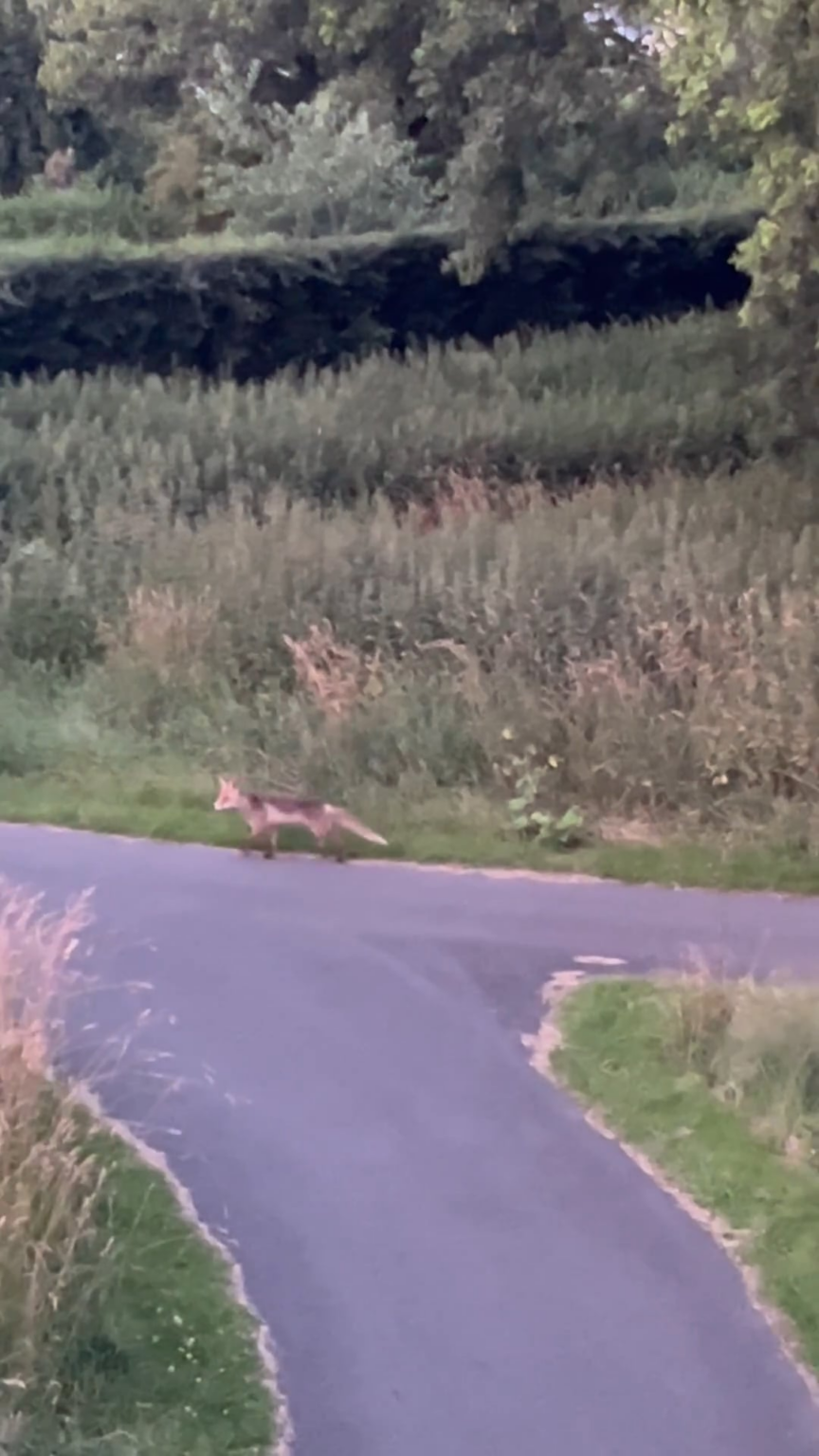Wolf in Nørrebro in Lersøparke entdeckt!
