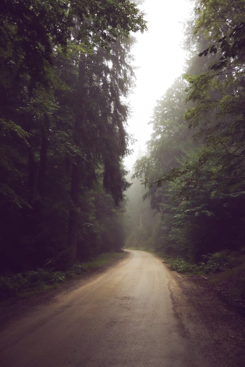 Nebelwald