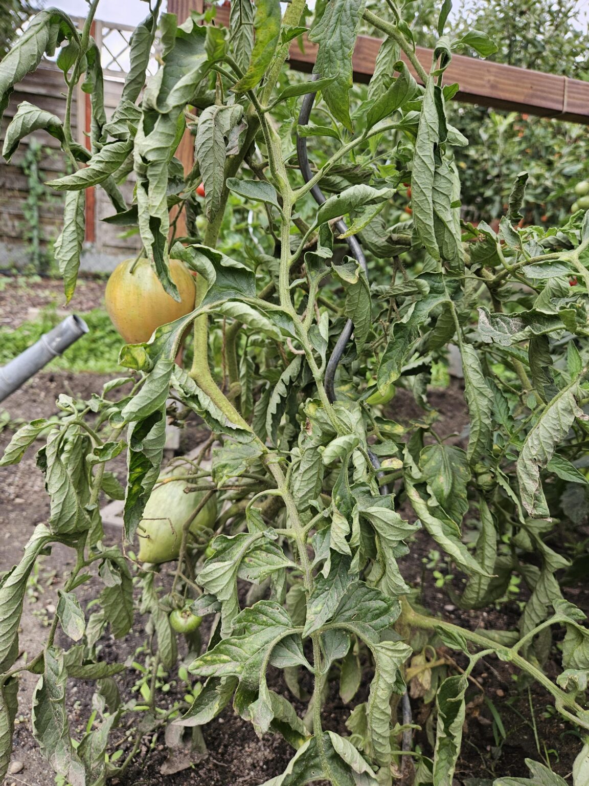 Was fehlt der Tomate?