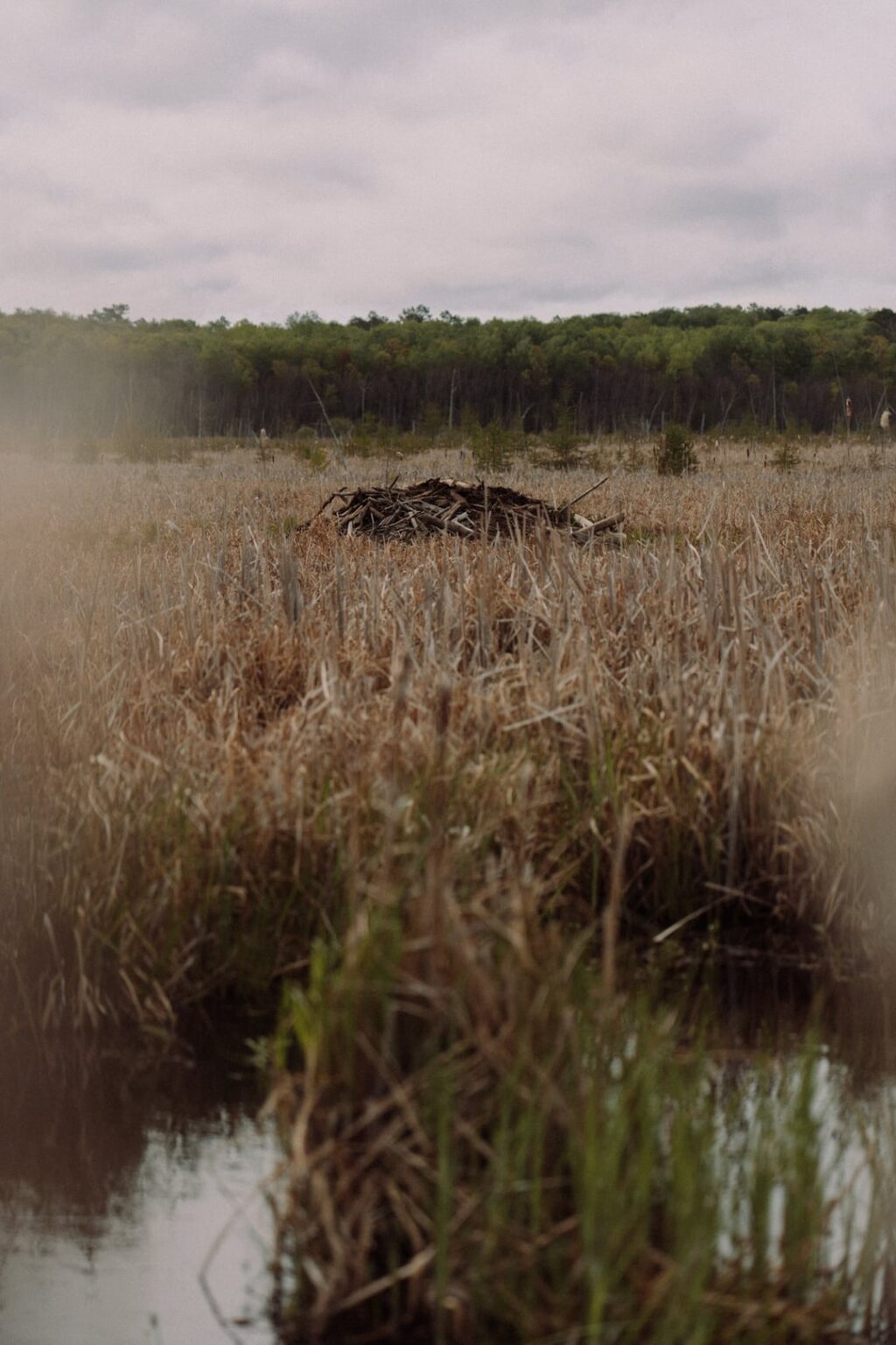 Nord -Minnesota (bevor die Mücken geschlüpft sind) Nord -Minnesota (bevor die Mücken geschlüpft sind)