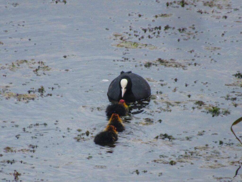 Moorhen Küken