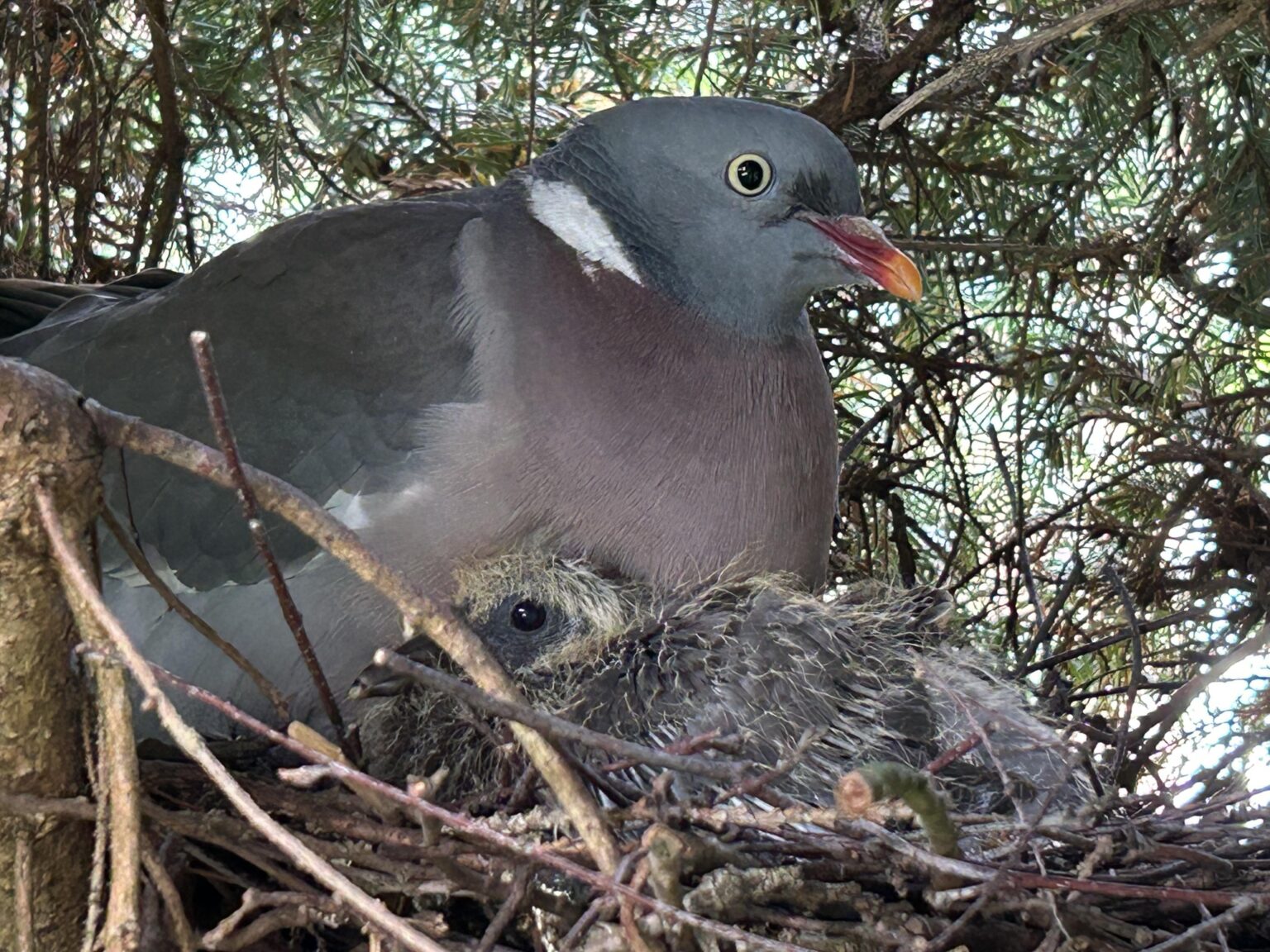 Mitbewohner mit Kulleraugen Update 2