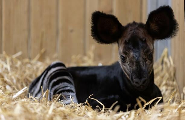 Dublin Zoo 'begeistert' bei der Geburt des dritten in Irish geborenen Okapi-Kalbs aller Zeiten