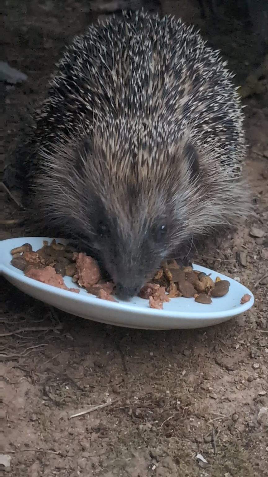 Schmatzender Igel <3