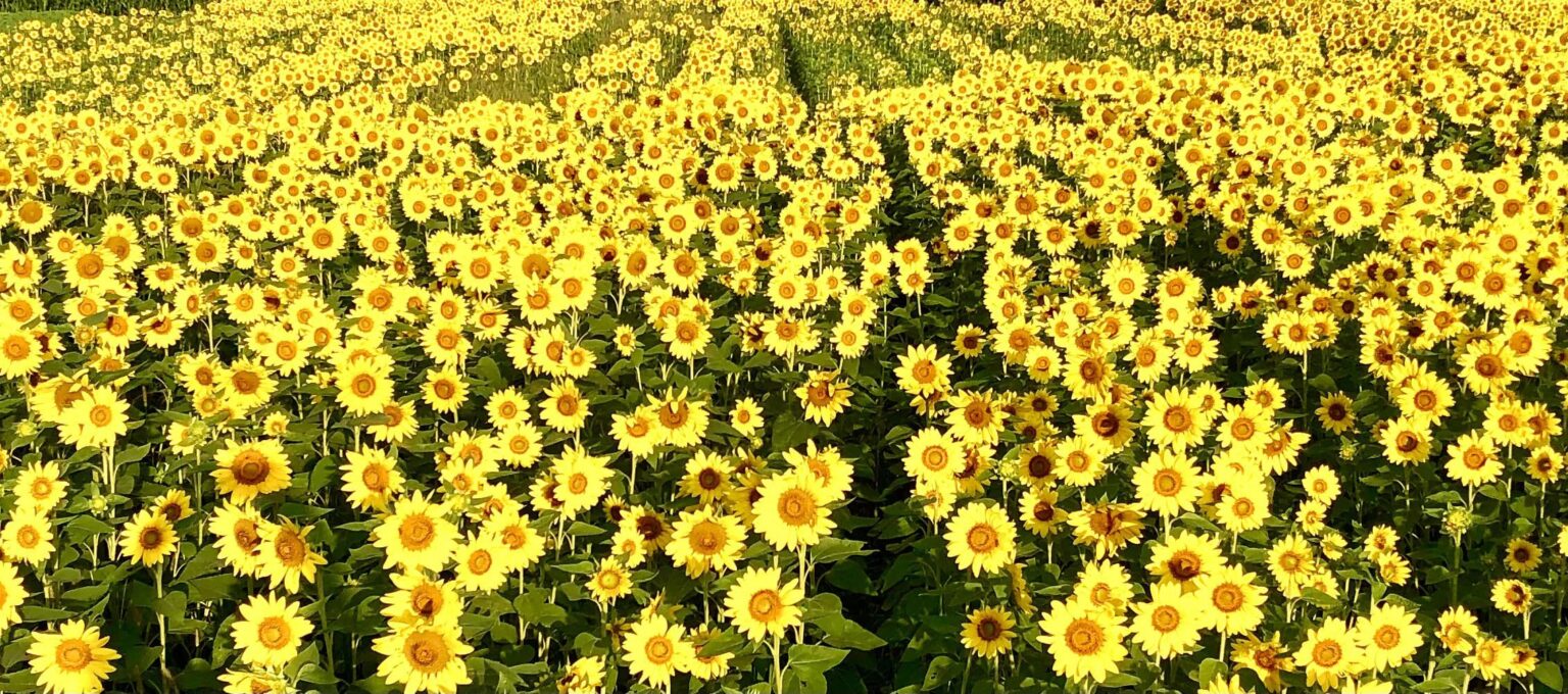 Sonnenblumenfelder für immer…