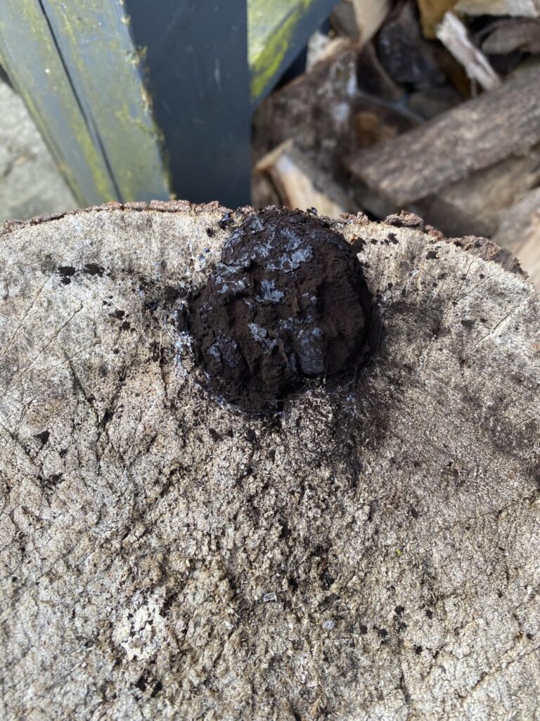 Welches Tier steckt Scheiße in unseren Garten?