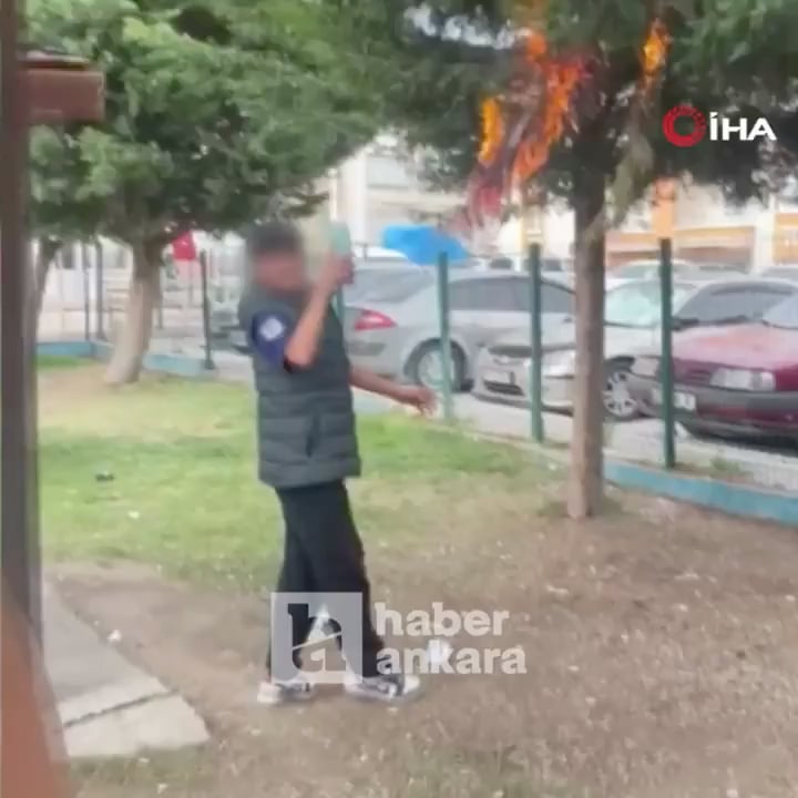 Kinder, die den Baum in einem Park in Ankara verbrannt haben