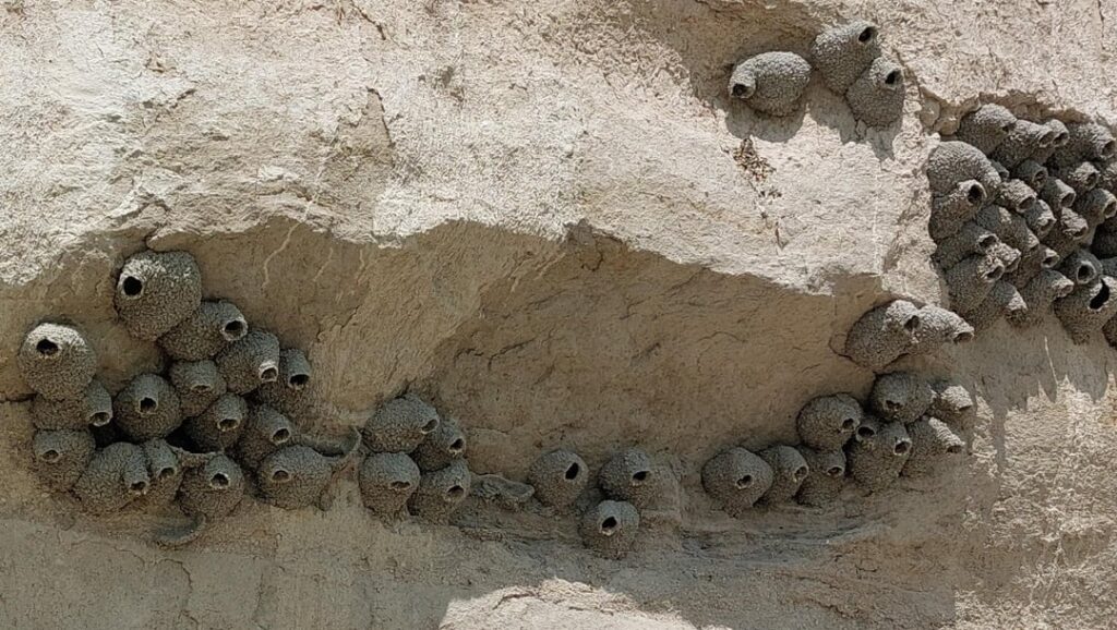 Die Schlammnester von Cliff Swallow waren ein häufiges Merkmal entlang meines Stausees - Rye Patch Reservoir, NV - Juni 2025