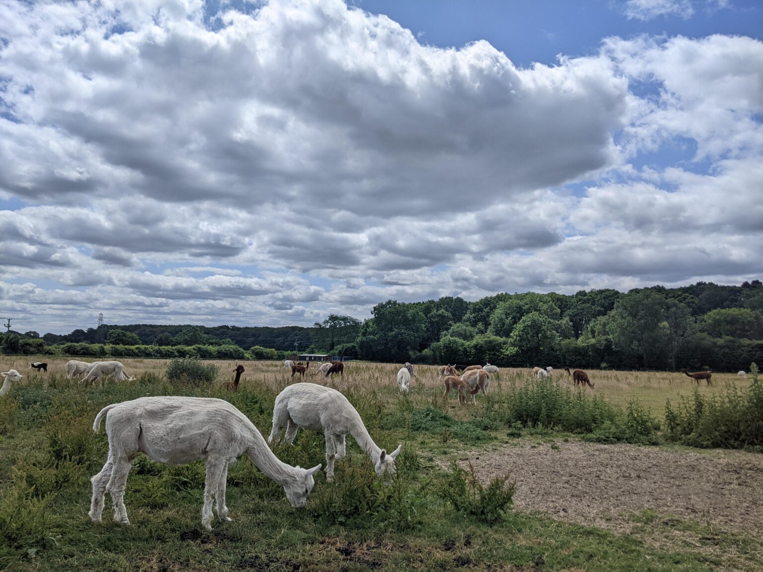 Entzückende Alpakas in Prestwood, England. X