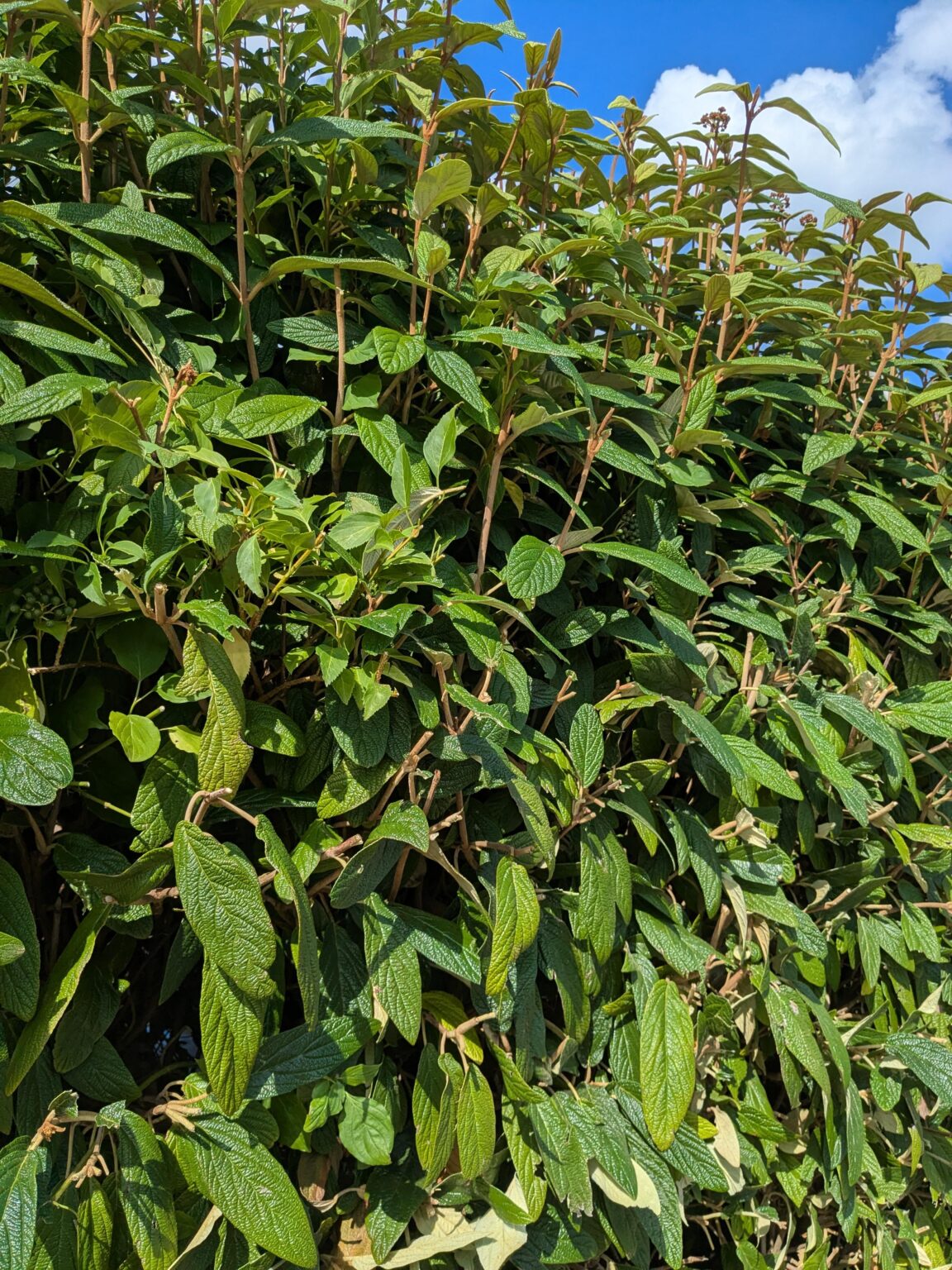 Was ist das und wie kann ich die Hecke schneiden ohne wegen Juckreiz auszuflippen?