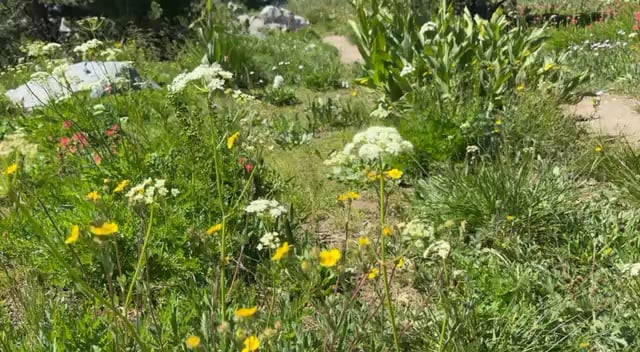 Wildblumen, ca.