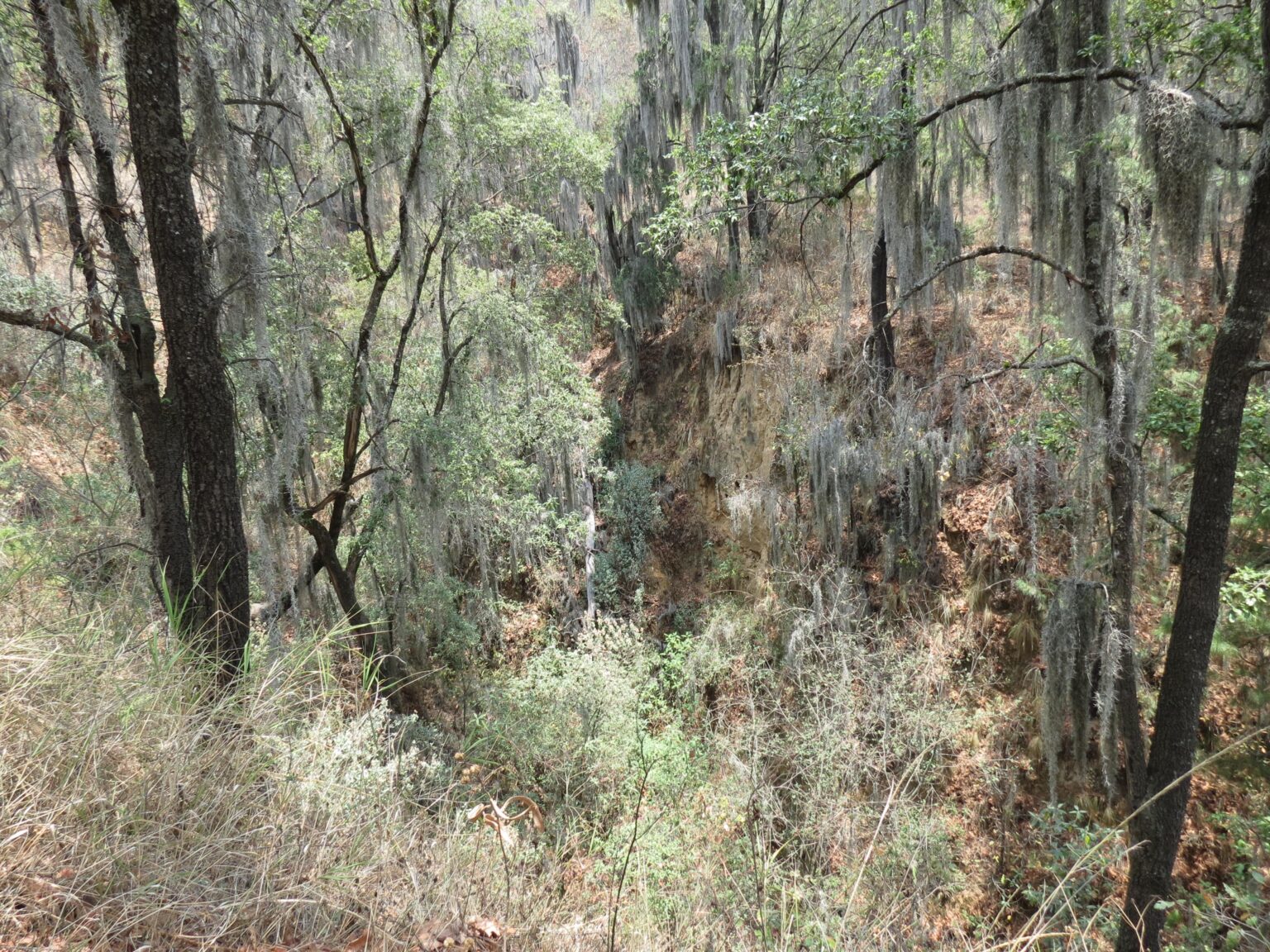 Wald, Puebla Mexiko [OC]