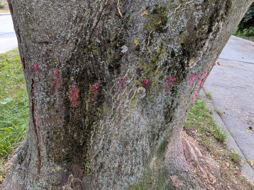 Seltsame Löcher im Baum 🌲 Seltsame Löcher im Baum 🌲