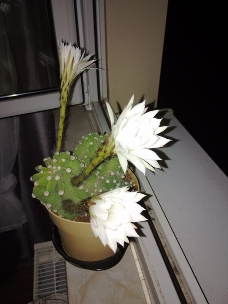 Königin der Nacht