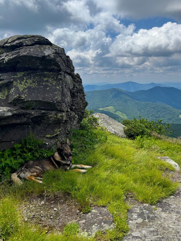 Grassy Ridge Bald, Roan Highlands