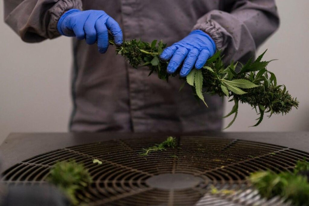 Brewdog-Mitbegründer plant Cannabismarktdominanz in New Venture