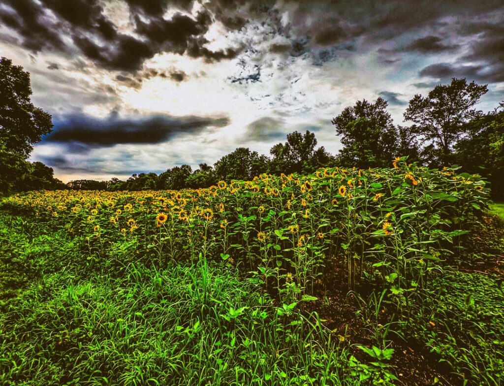Sonnenblumen des Sommers