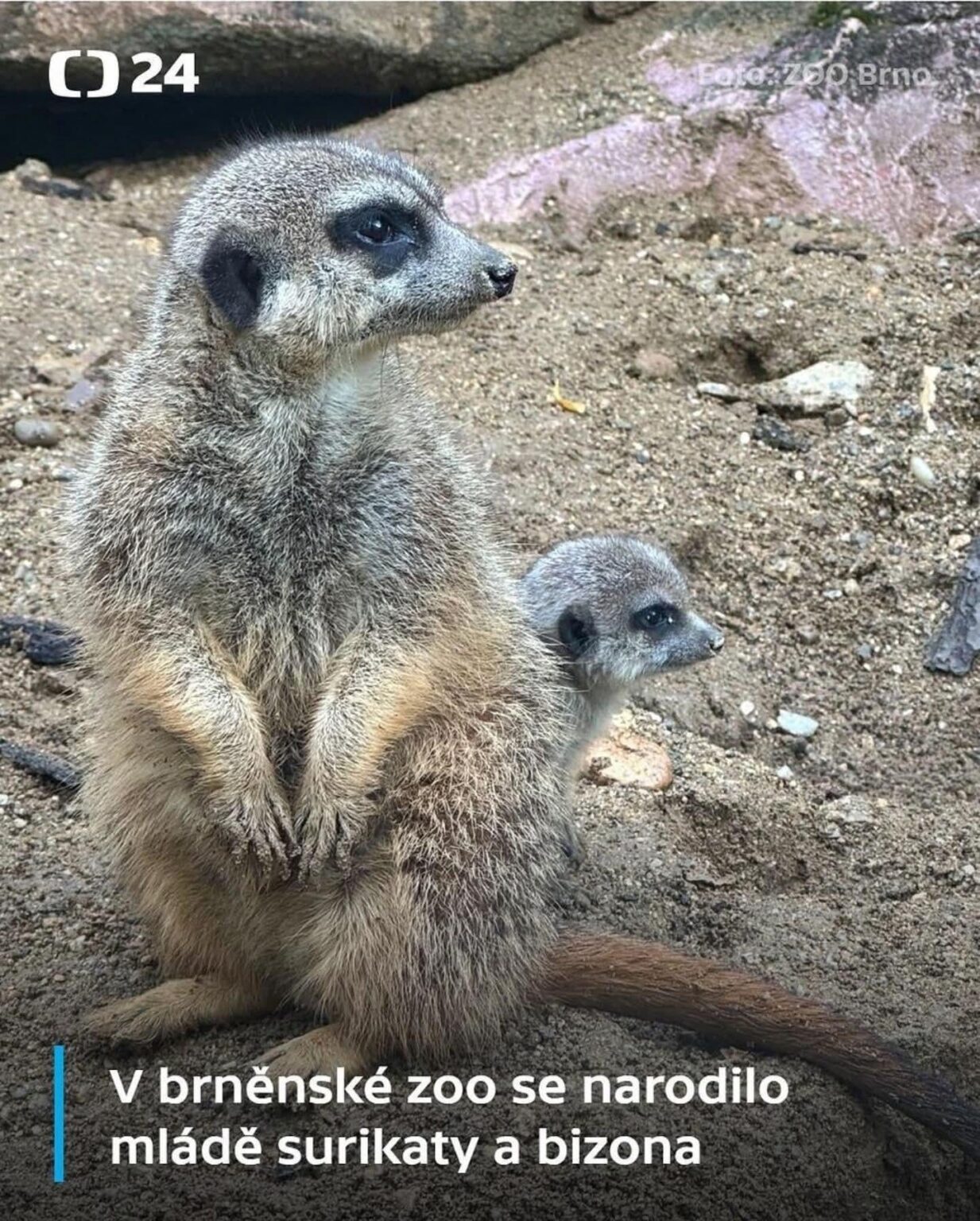 Ich hoffe, die Frau war ein Bison und ein männlicher Meerkata ...