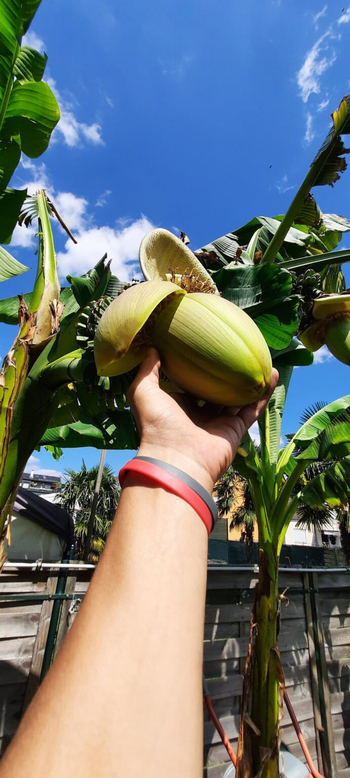 Meine 2 Banane blüt ebenfalls Meine 2 Banane blüt ebenfalls