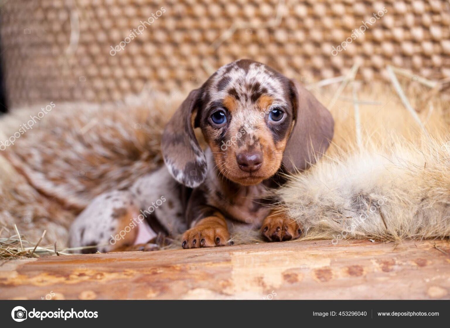 Name für Dachshund
