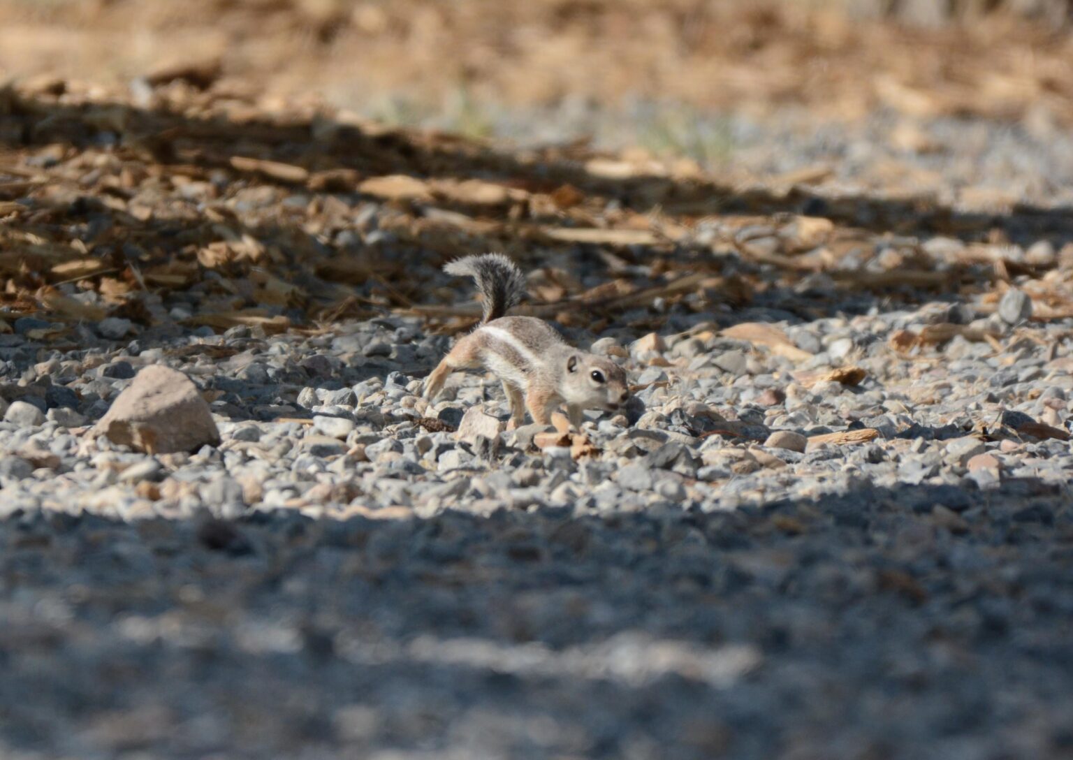 Chipmunk im Rye Patch State Park, Nevada, West Campground, Juni 2025.