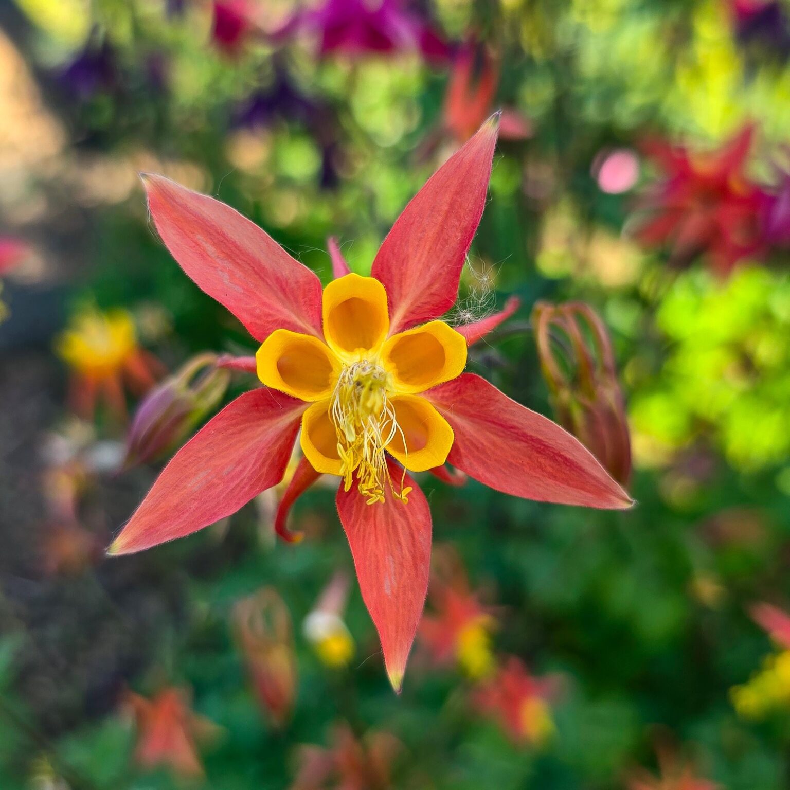 Eine der interessantesten Blumen!