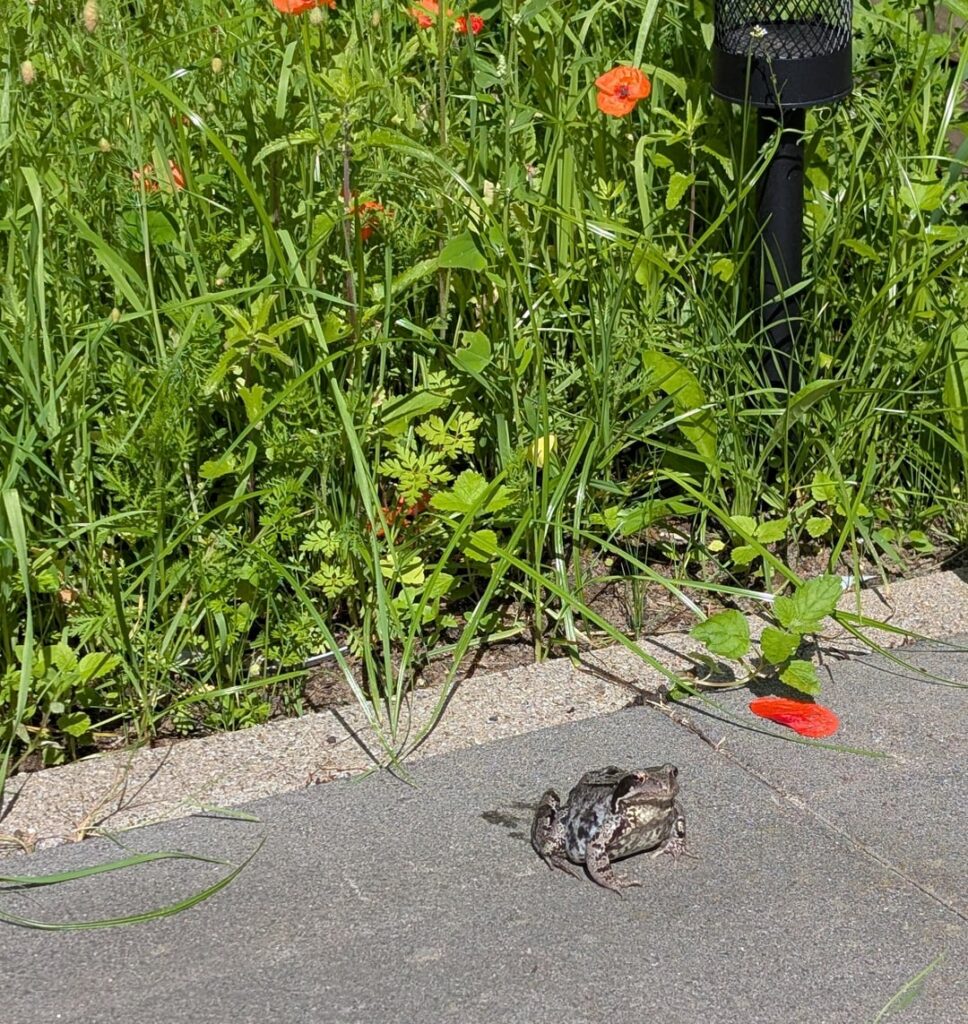 Besuch aus der Wildblumenwiese