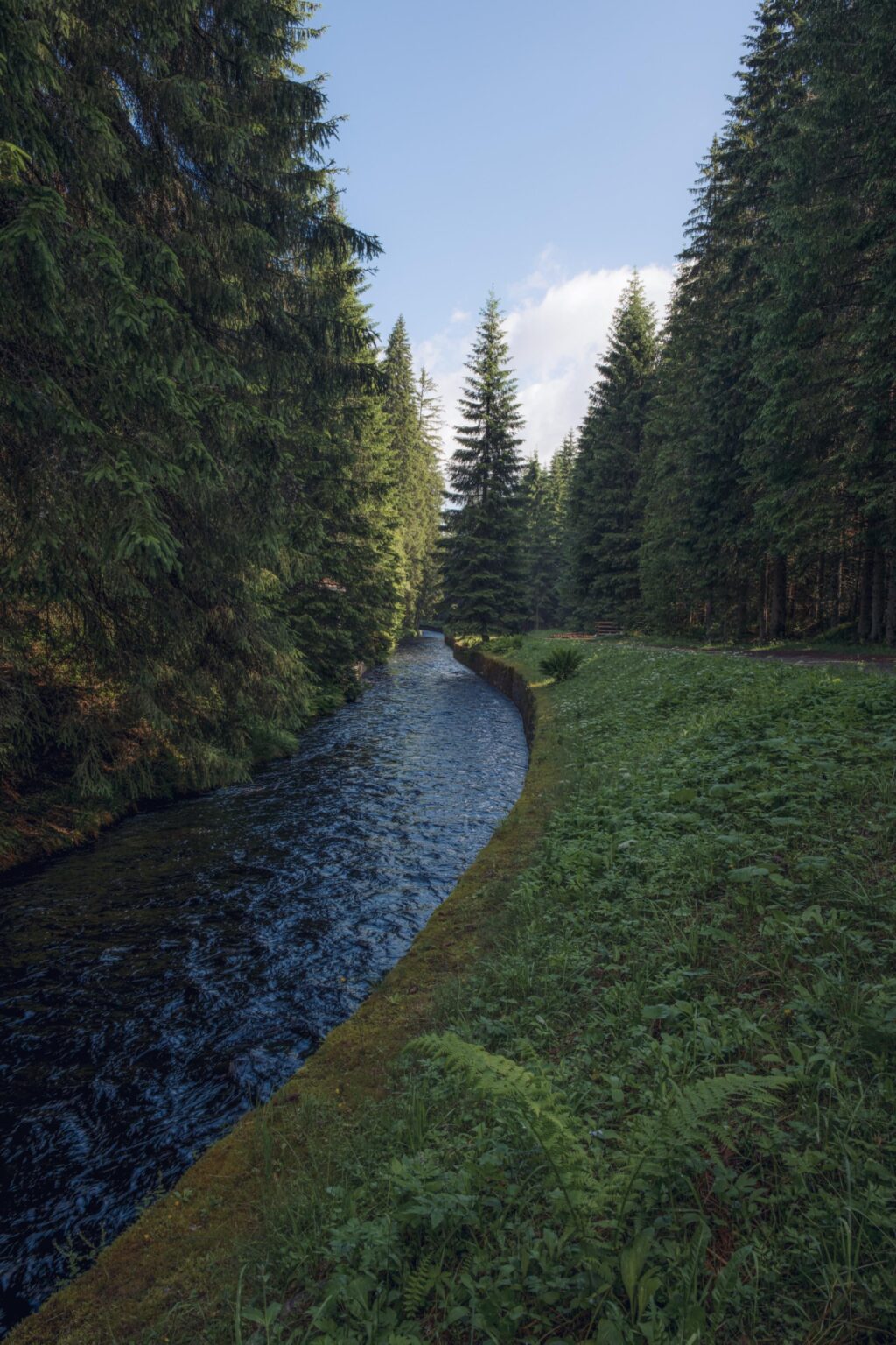 Im Wald
