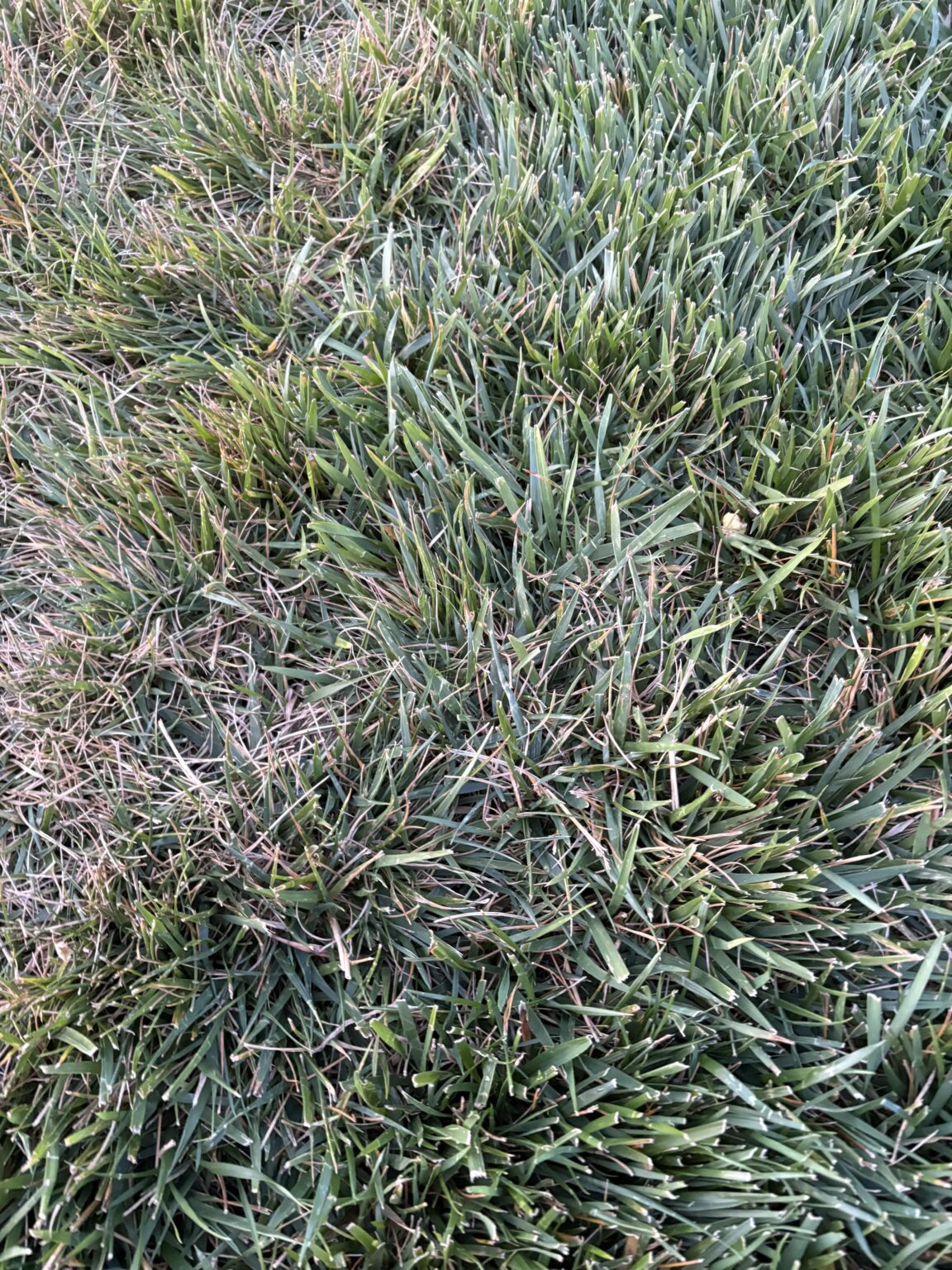 Ich berührte Gras