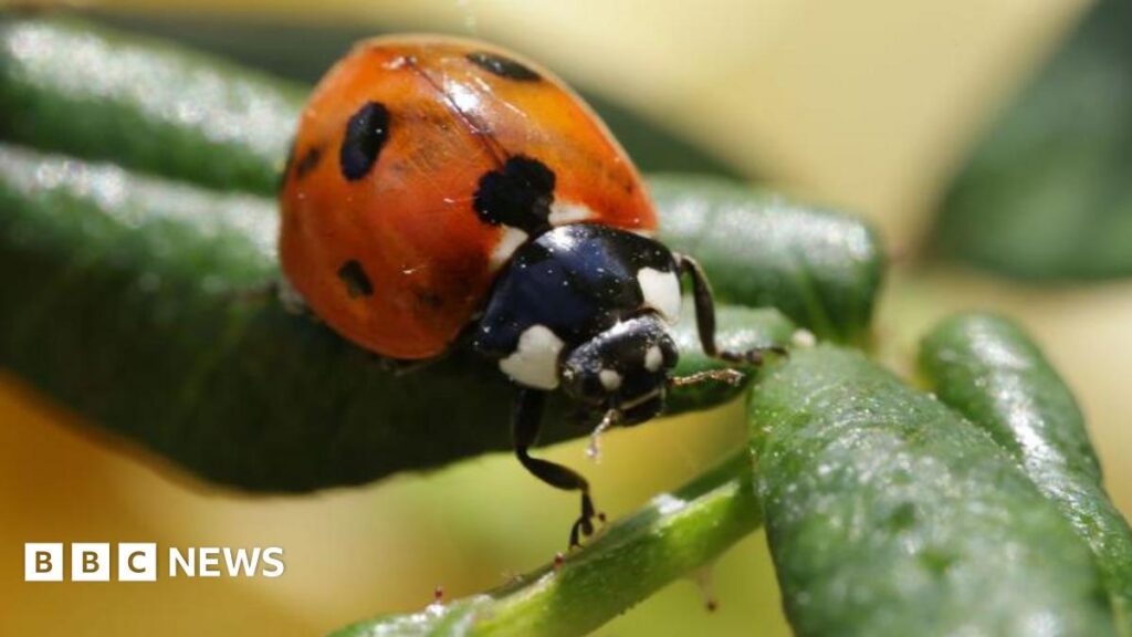 Ladybird -Zahlen "sehr hoch" aus warmem Wetter