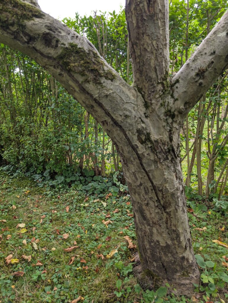 Apfelbaum riss