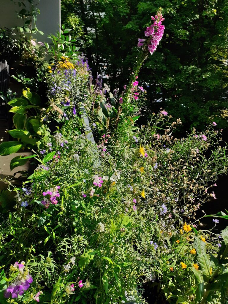 Ein bisschen Wildwuchs am Balkon muss sein