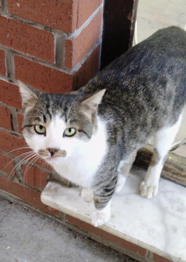Streunende Katzen & Hunde von Istanbul