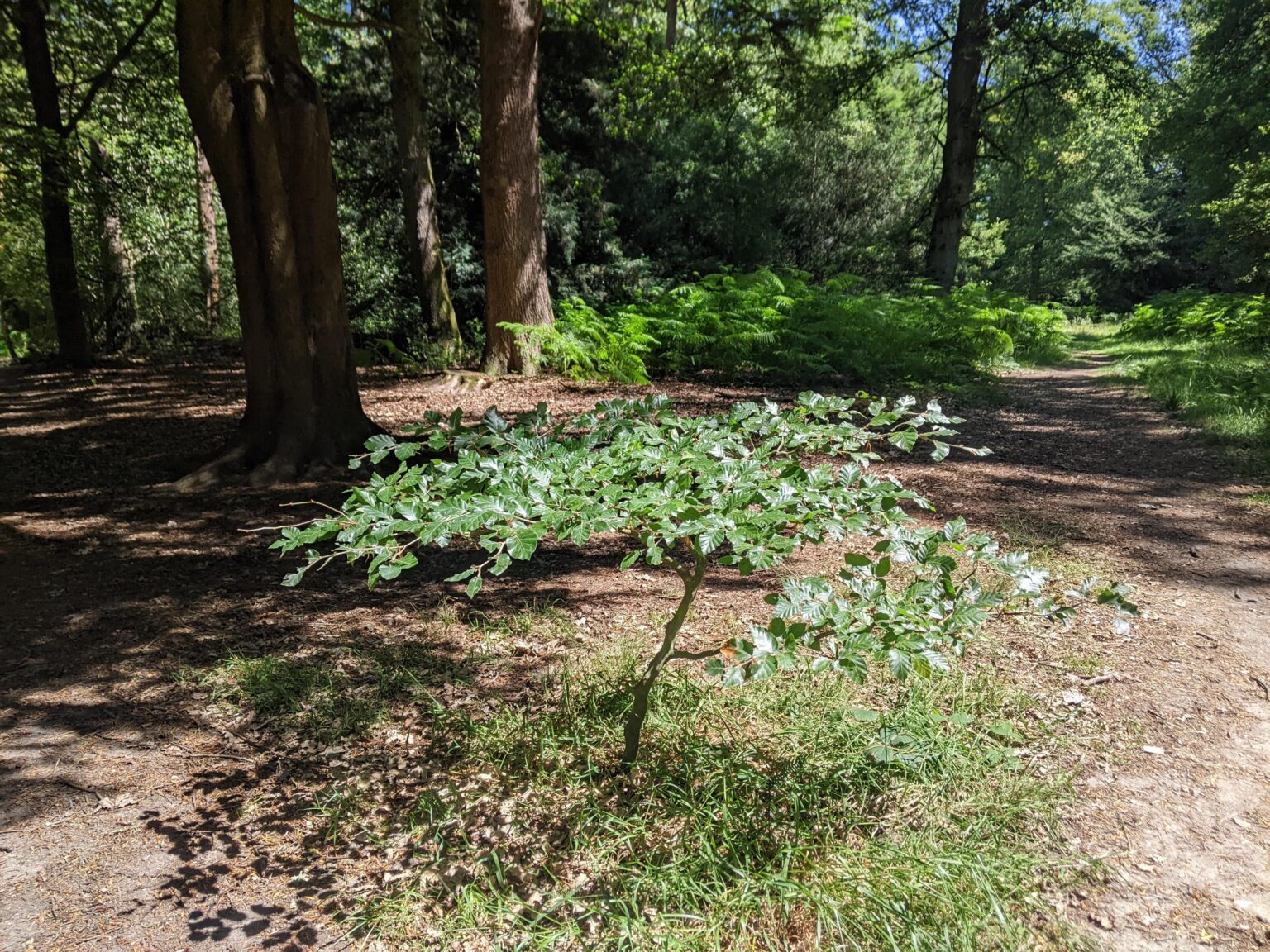 Schöne Zeit Beech Sapling, Naphill, England. X