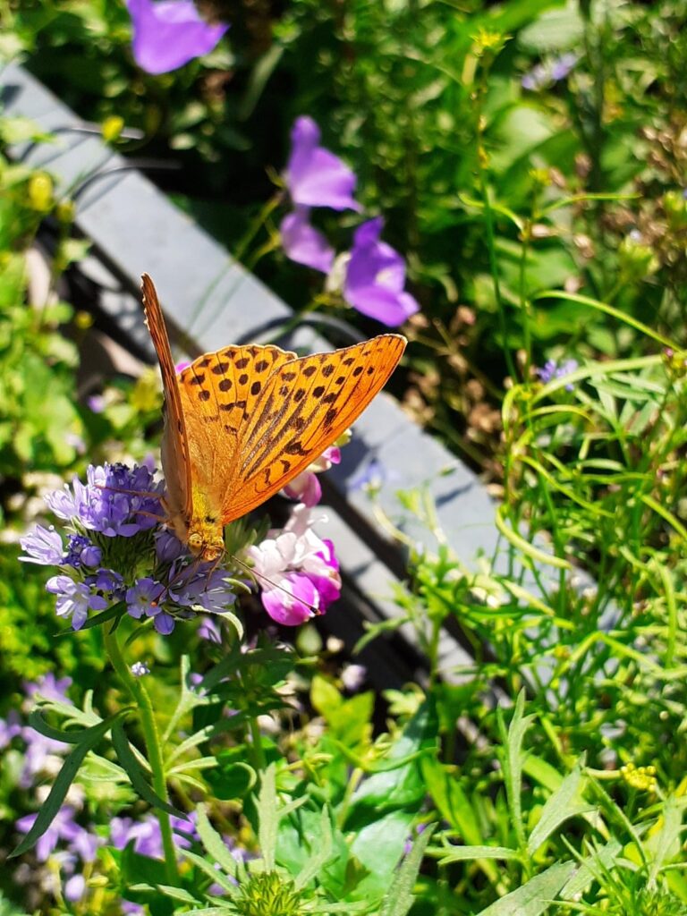 Kaisermantel zu Besuch am Balkon