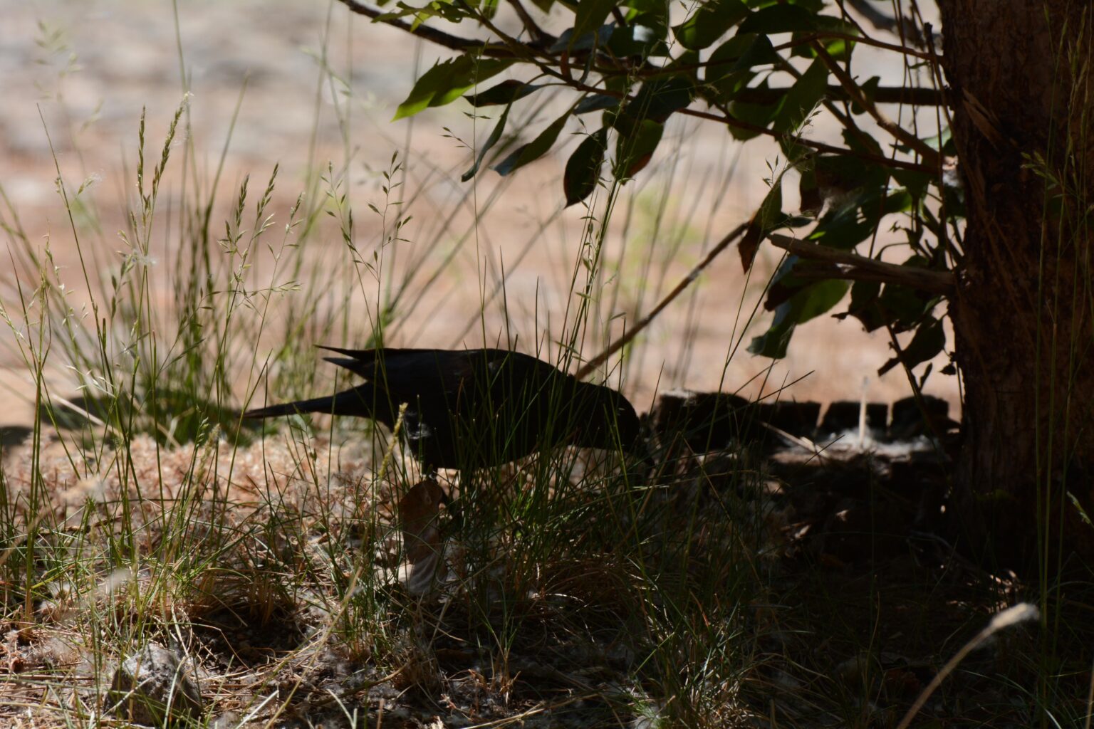 Die Blackbirds des Bieres terrorisierten den Campingplatz.