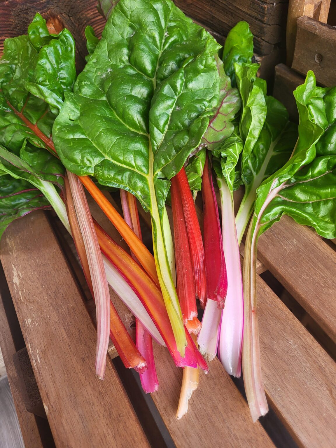 Erste Ernte von Mangold