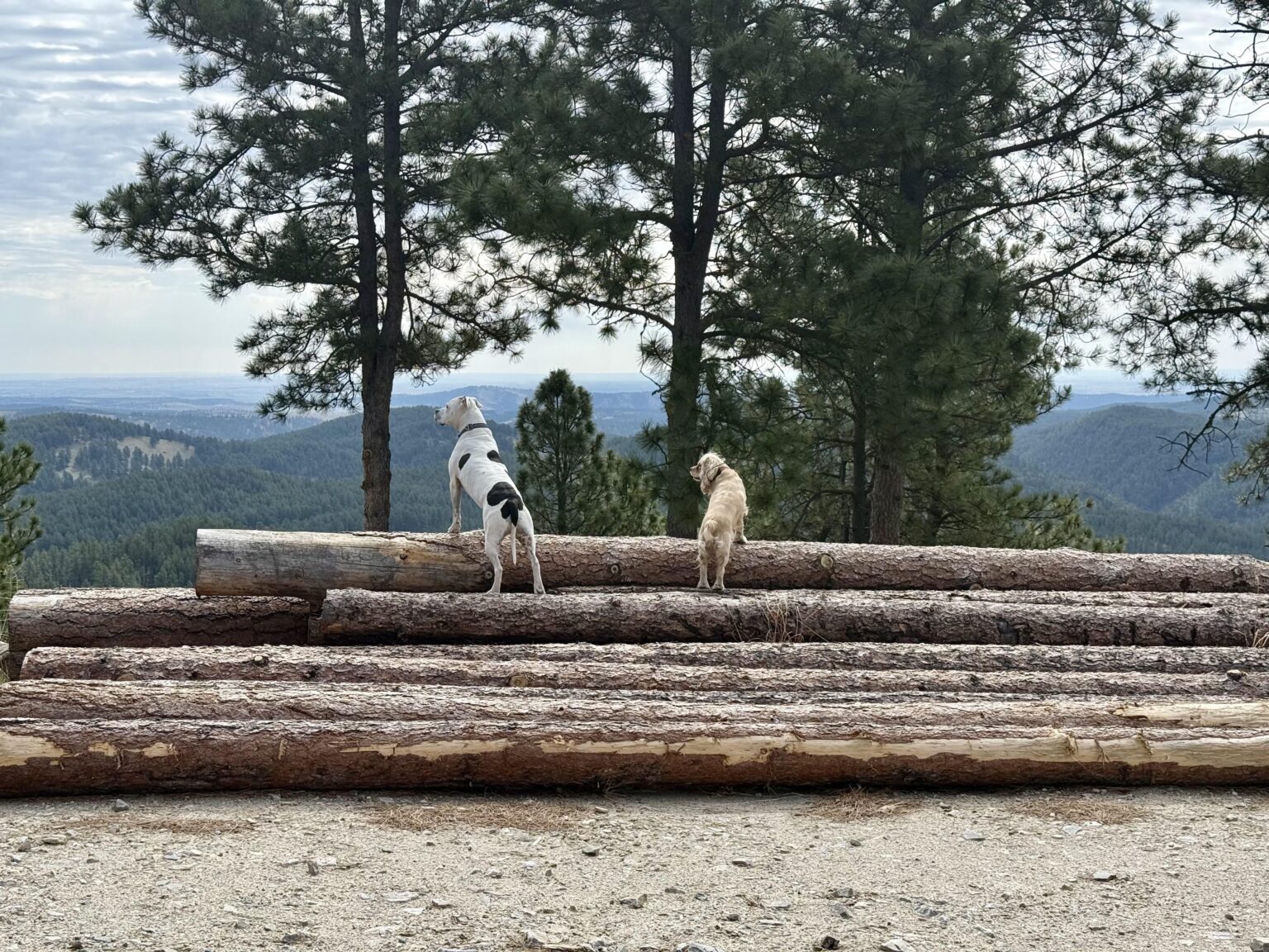 Die Hunde fanden die beste Aussicht in Custer SD