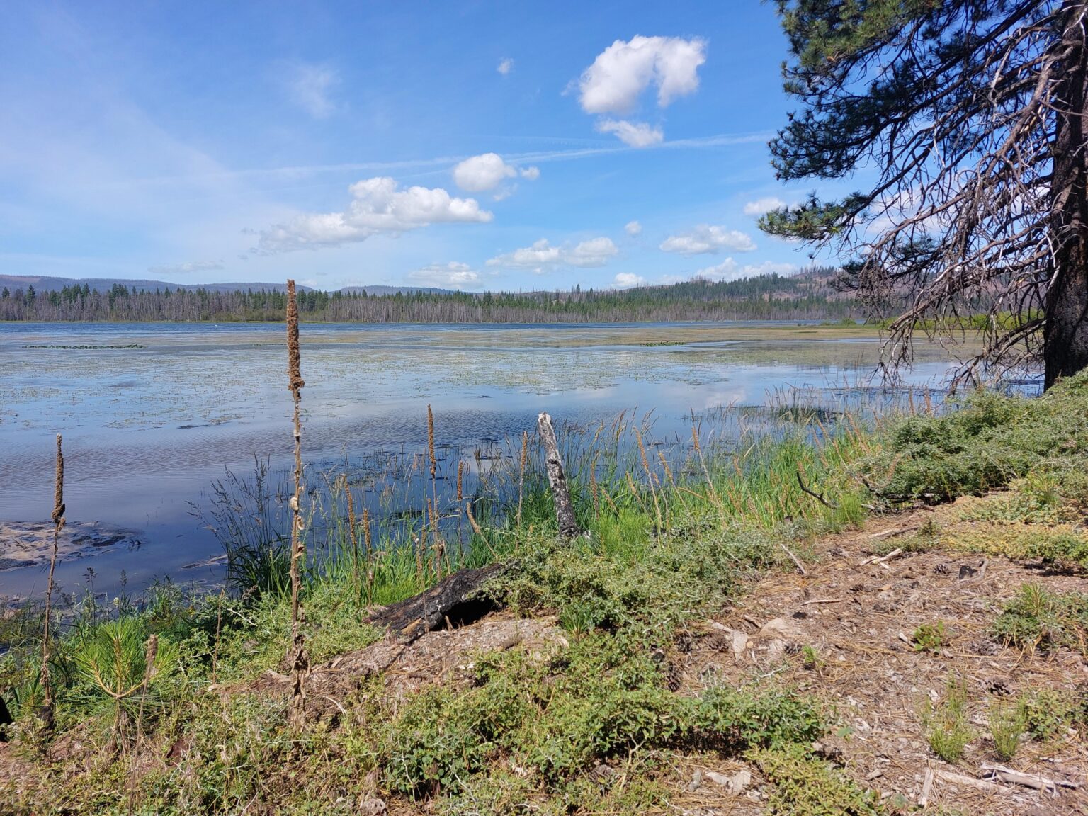 Lake Almanor, Ca wandert entlang der Ostseite des Fingers, der der nördlichste Teil des Sees ist. Dort viel öffentliches Land. Obwohl die Gegend ziemlich besiedelt war, sah ich selten jemanden da draußen.