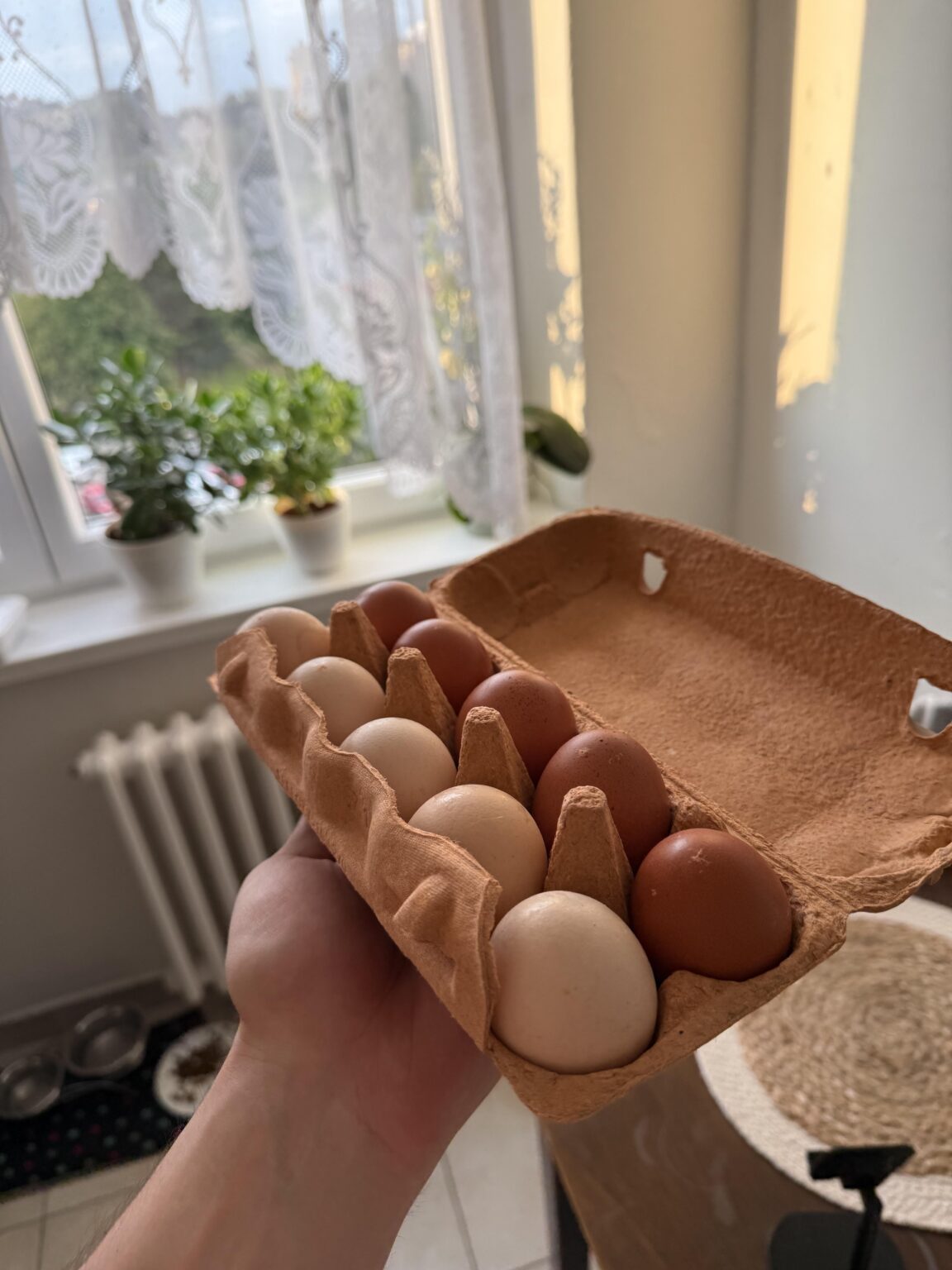 Eier 50% Weiß 50% Schwarz.