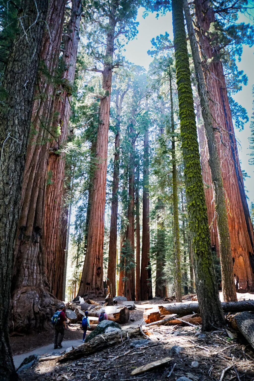 Sequoia National Park