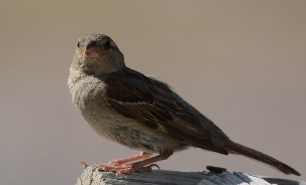 Dieser Spatz sieht härter aus als jeder Adler, den ich je gesehen habe.