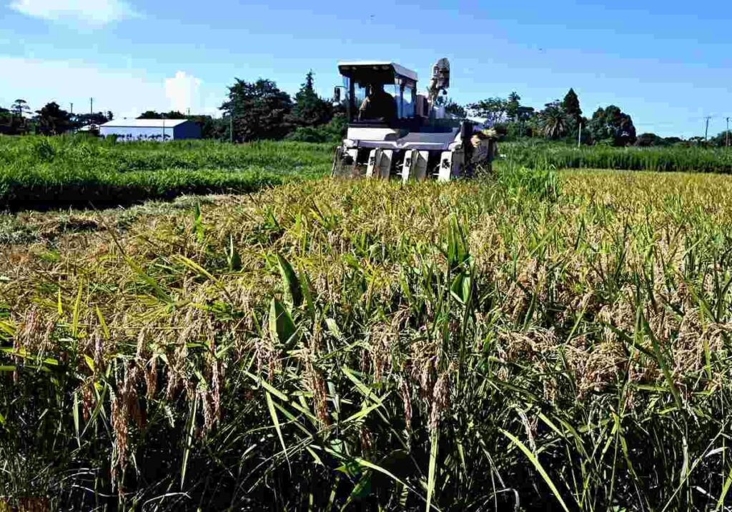 Ernte von super-früh-Vielfalt von Reis auf der East Japan Farm; Gohyakugawa -Reis ursprünglich Ende März gepflanzt