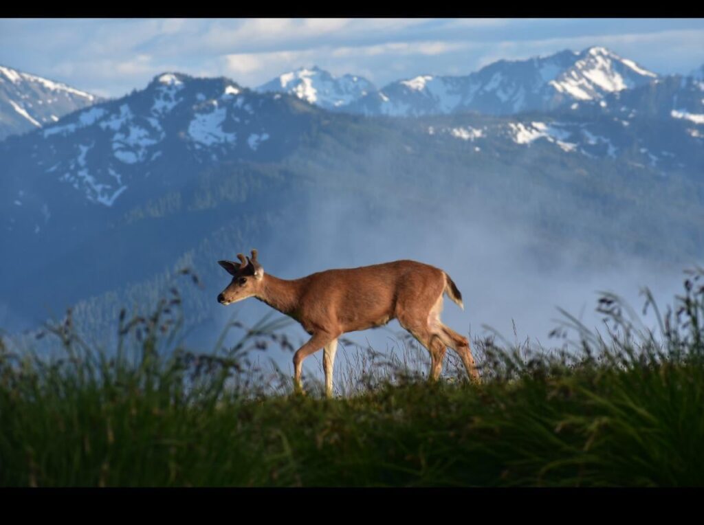 Olympischer Nationalpark