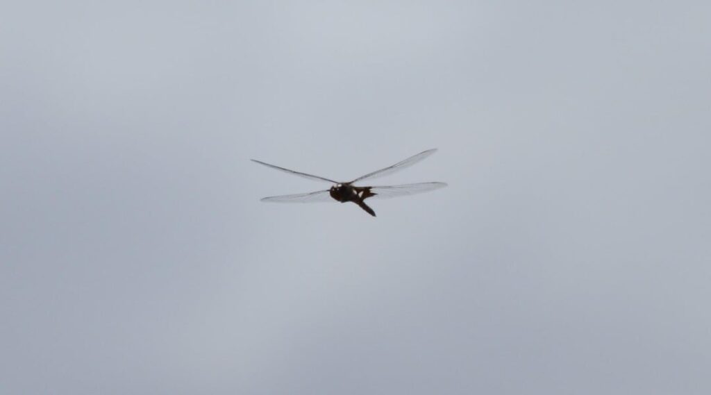 Das Fotografieren von Libellen im Flug ist eine meiner Obsessionen. Ziemlich selten, ich bekomme eine Chance und das sind einige der besten, die ich genommen habe. Sie können die feinen Muster auf den Flügeln sehen und es sieht so aus, als ob zwei leuchtende Augen sind. Das Fotografieren von Libellen im Flug ist eine meiner Obsessionen. Ziemlich selten, ich bekomme eine Chance und das sind einige der besten, die ich genommen habe. Sie können die feinen Muster auf den Flügeln sehen und es sieht so aus, als ob zwei leuchtende Augen sind.