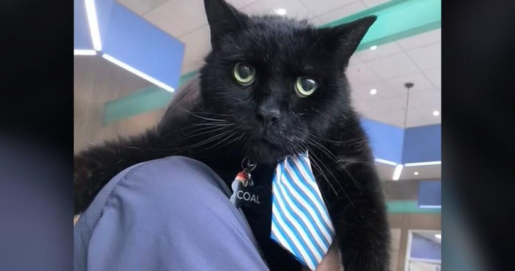 Kohle, letzte überlebende Katze der Colonie Parliament Hill, stirbt