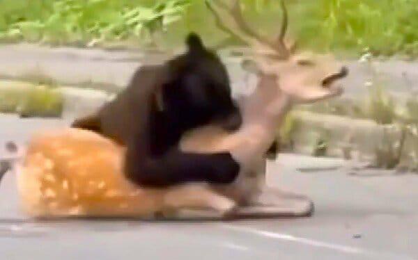 Ein Video von Bären, der mitten auf der Straße einen Hirsch angreift Ein Video von Bären, der mitten auf der Straße einen Hirsch angreift