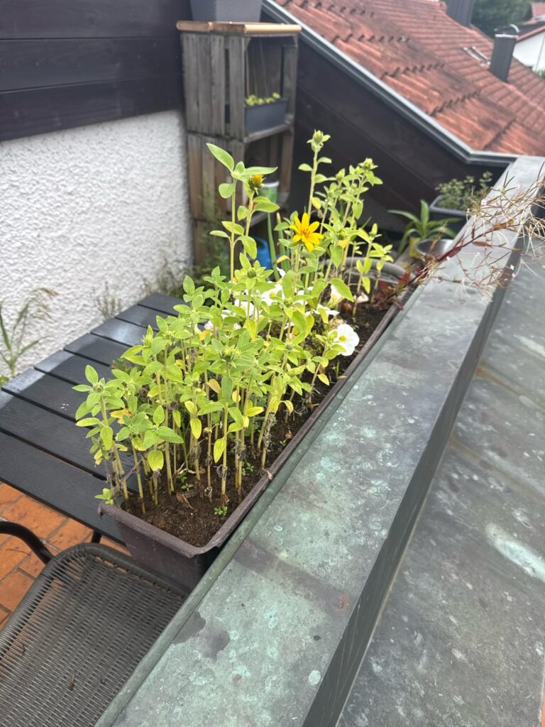 Vogelfüttern -> Sonnenblumen Vogelfüttern -> Sonnenblumen