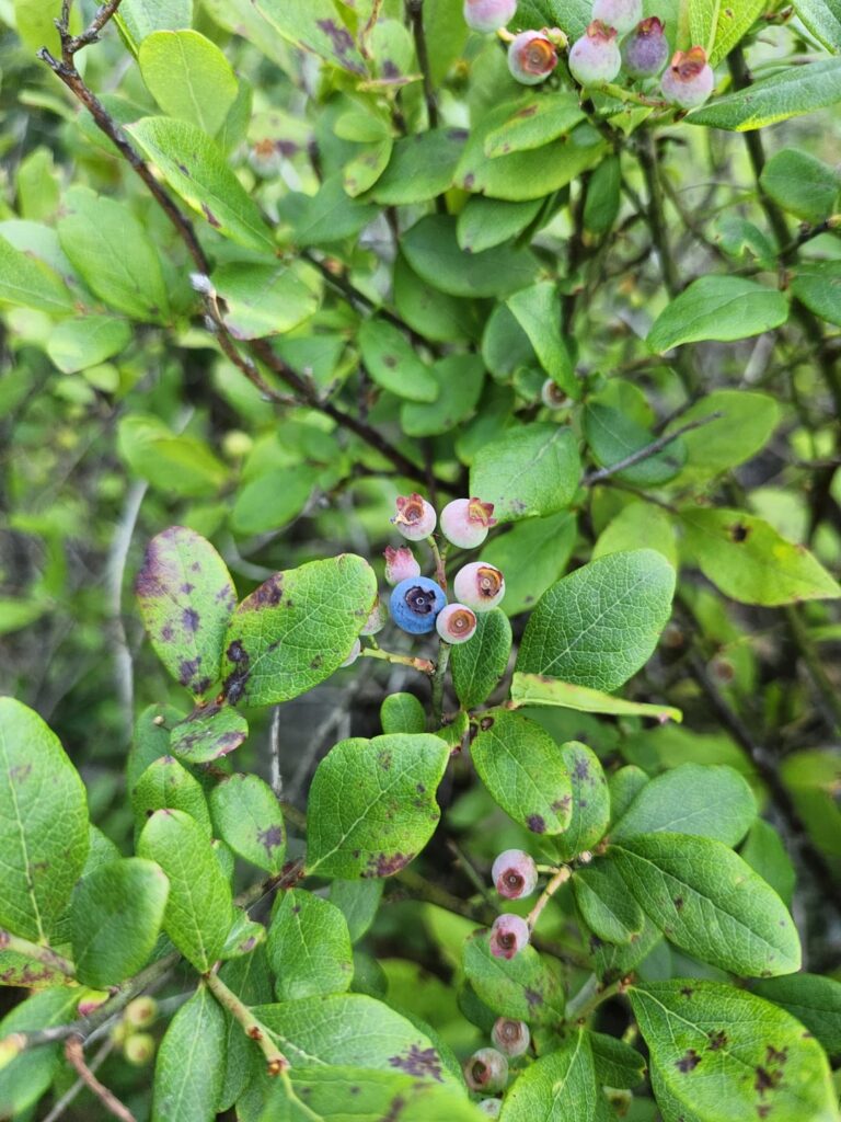 Wilde Blaubeeren