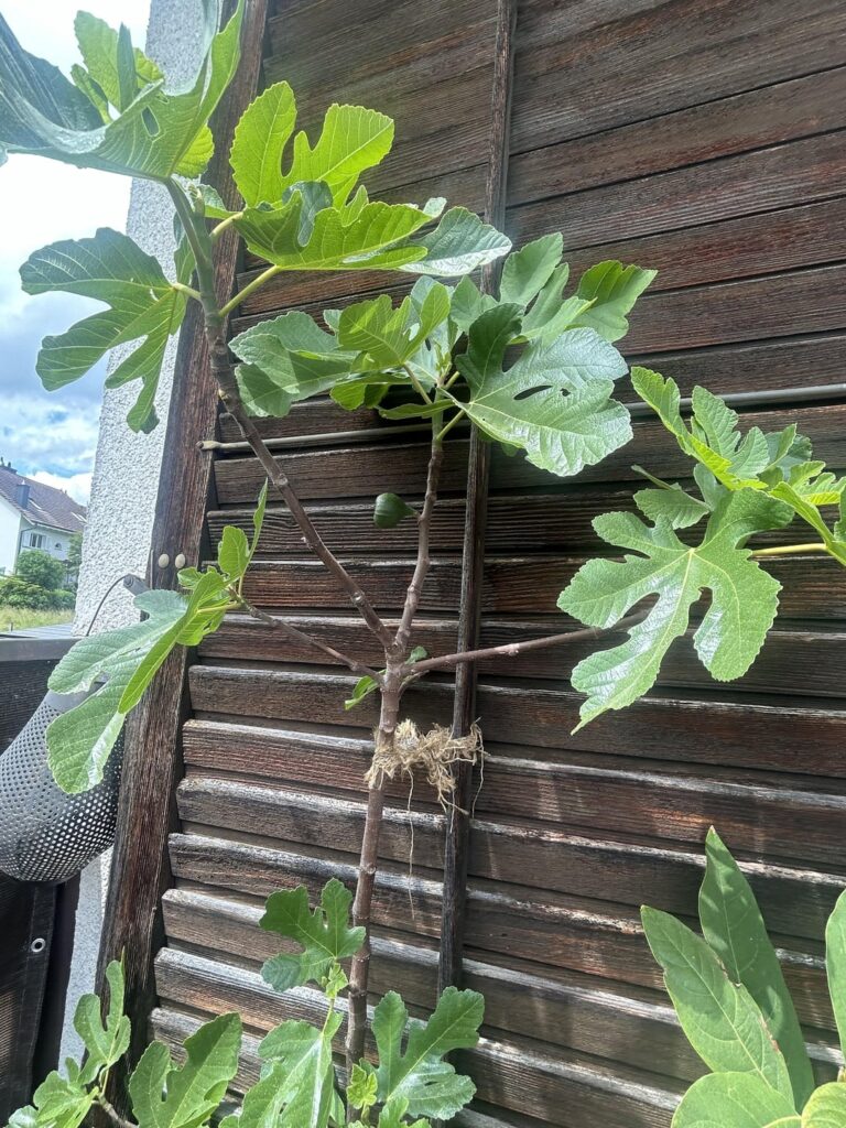 Feigenbaum